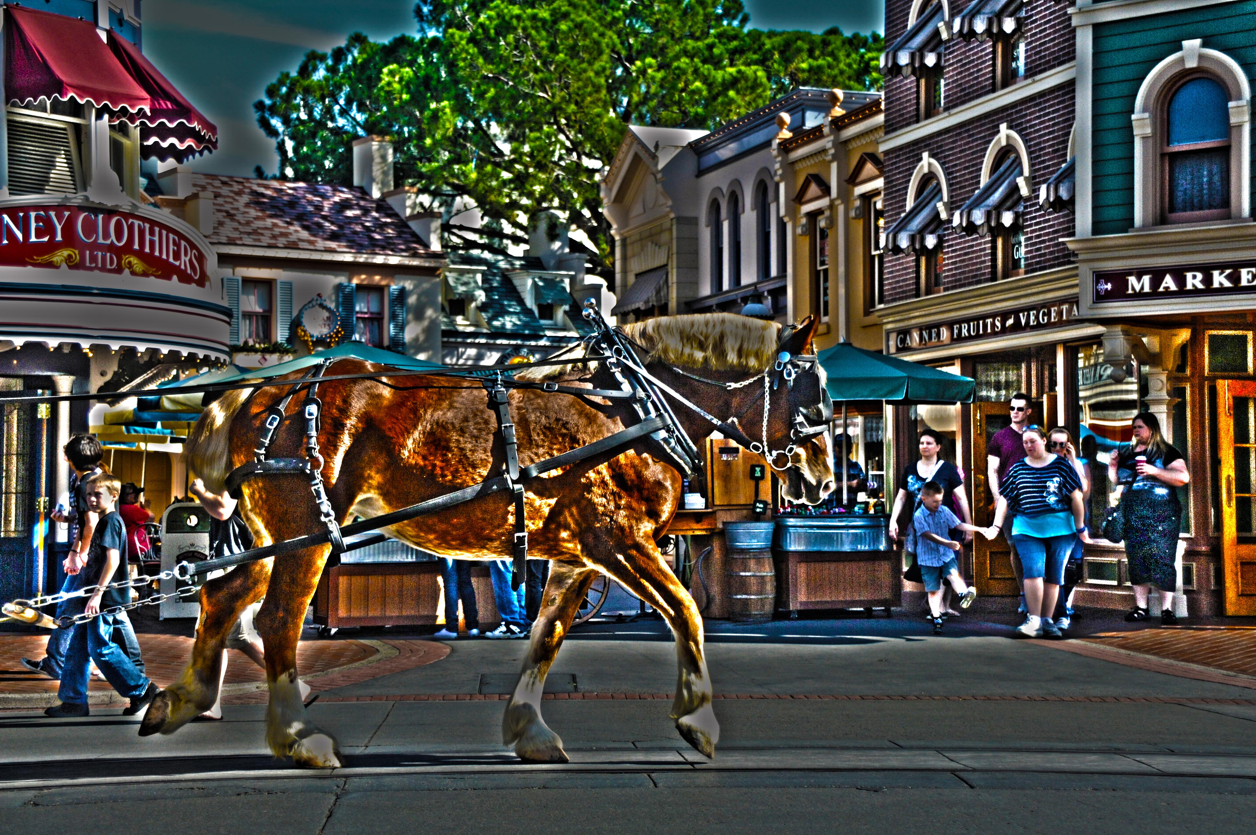 horse